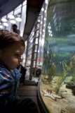 Aquatic Adventure at the California Academy of Sciences