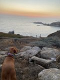 Vizsla on the Edge