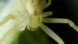 Pale Crab Spider Close-Up Macro Portrait