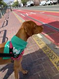 Urban Canine on a Leash