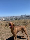 City Dog