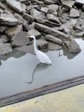 White Bird on the Rocks