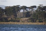 Soaring Symphony: Birds over Lake Merced