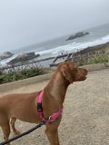 Stylish Pup on a Waterfront Walk