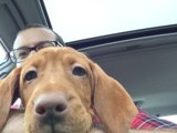 Furry Passengers