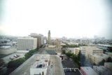 The Urban Jungle