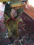 Reindeer Pup Takes Over Christmas Decor