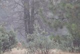 Misty Morning in the Grove
