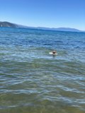 A Dog's Day by the Sea