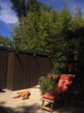 Serene Dog in Backyard Patio