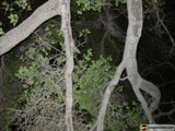 Nighttime foliage of a Sycamore tree