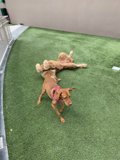 Playtime in the Yard