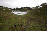 The Greenest Roof