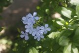 Blue Geranium in the Sun