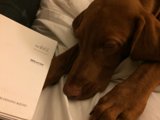 Furry Reader