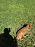 A Day in the Green