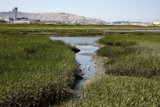Eden in Miniature: Millbrae's Shimmering Serenity