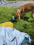 Inquisitive Pup Sniffs Out His Hydration