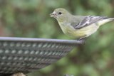 Feathered Visitor
