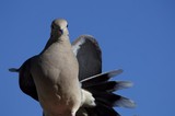 Eurasian Collared Dove Portrait Against Clear Blue Sky