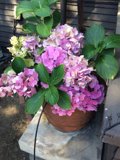 Geranium Flower Pot
