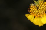 Pollinator at Work