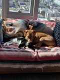 Furry Friends on the Urban Nest