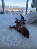 Urban Canine Nap Time