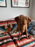 Canine Comfort on the Couch