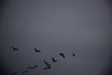 Soaring Silhouettes at Pescadero Sky