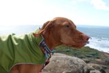 Stylish pup in green
