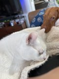 Screen Mates