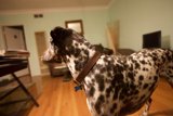 Spotted Setter in a Hardwood Haven