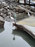 White Birds Enjoying a Day by the Bay