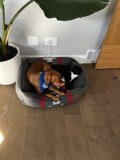 Cozy Canine with Companion Plant