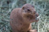 Hungry Ground Squirrel