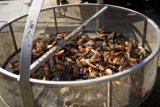 Seafood Delight