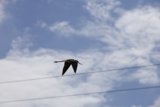 Freedom in the Clouds