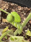A Caterpillar's Oasis