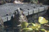 Curious River Otter
