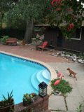 Serene Backyard Setting with Pool and Canine Companion