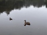Serenity on Mountain Lake