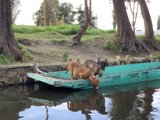Dog Drinking from a Boat in the Water