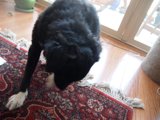 Curious Canine Investigates Strange Scent