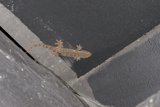 Gecko Protruding