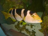 Striped Aquatic Beauty