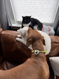 Couch Companions