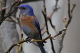 Perched Elegance: A Moment with a Bluebird