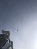 Urban Flight