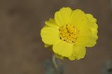 Sunny Bloom